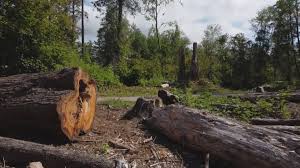 How Our Tree Care Process Works  in  San Saba, TX