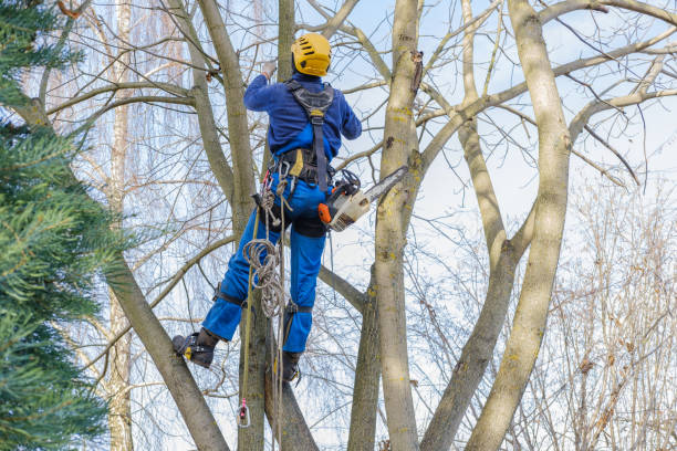 Best Seasonal Cleanup (Spring/Fall)  in San Saba, TX