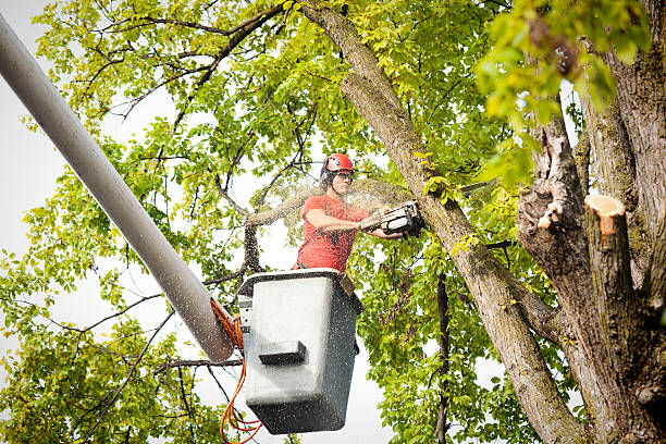 Trusted San Saba, TX Tree Care Experts