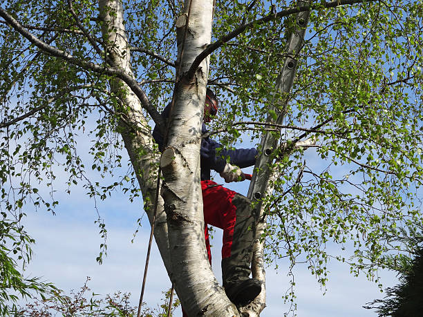 Best Tree Maintenance Programs  in San Saba, TX
