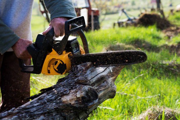 Best Tree Trimming and Pruning  in San Saba, TX